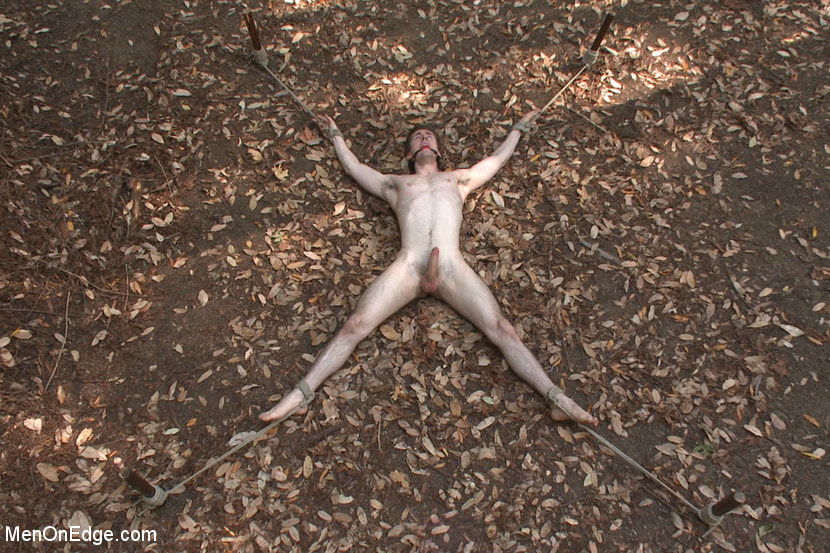 Bi stud bound and edged in the forrest