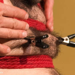 Hot Hairy Stud Tied up and Edged for first time