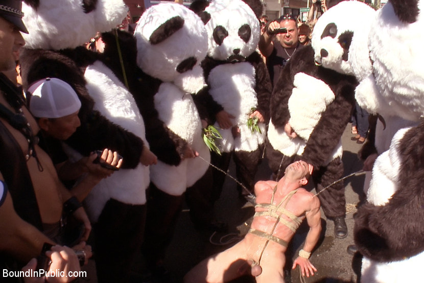Naked Pandas Trick or Treat - Just in time for Halloween